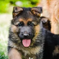 Male puppy, a male German Shepherd Dog for sale in Lawrenceville, GA – Photo 3 of 7