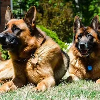 Male puppy, a male German Shepherd Dog for sale in Lawrenceville, GA – Photo 6 of 7