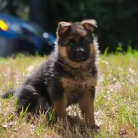 Male puppy, a male German Shepherd Dog for sale in Lawrenceville, GA – Photo 4 of 7
