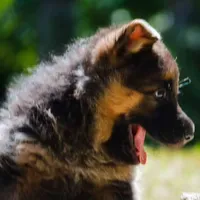 Male puppy, a male German Shepherd Dog for sale in Lawrenceville, GA – Photo 7 of 7