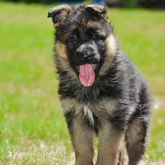Male puppy – German Shepherd Dog puppy for sale in Lawrenceville, GA