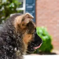 Male puppy, a male German Shepherd Dog for sale in Lawrenceville, GA – Photo 2 of 7