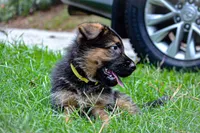 Puppy 5, a female German Shepherd Dog for sale in Lawrenceville, GA – Photo 3 of 4