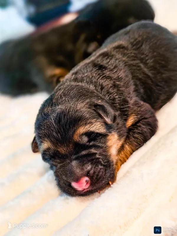 Female #1, a female German Shepherd Dog for sale in Lawrenceville, GA – Photo 1 of 3