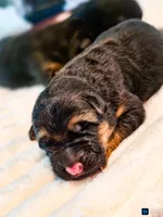 Female #1, a female German Shepherd Dog for sale in Lawrenceville, GA – Photo 1 of 3