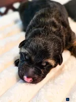 Female #1, a female German Shepherd Dog for sale in Lawrenceville, GA – Photo 2 of 3