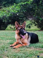 MALE AKC GERMAN SHEPHERD, a male German Shepherd Dog for sale in Lawrenceville, GA – Photo 2 of 3