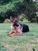 MALE AKC GERMAN SHEPHERD, a male German Shepherd Dog for sale in Lawrenceville, GA – Photo 3 of 3