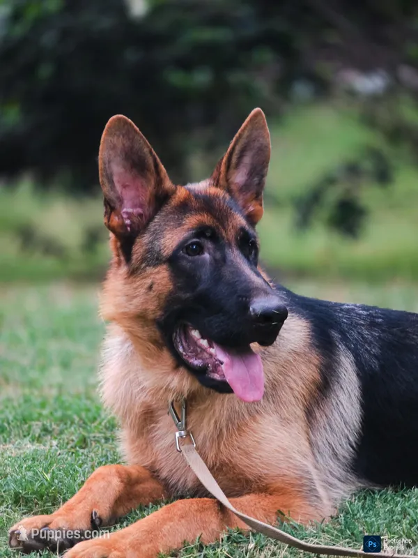 MALE AKC GERMAN SHEPHERD, a male German Shepherd Dog for sale in Lawrenceville, GA – Photo 1 of 3