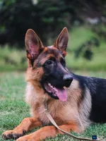 MALE AKC GERMAN SHEPHERD, a male German Shepherd Dog for sale in Lawrenceville, GA – Photo 1 of 3