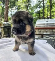 Pink, a female German Shepherd Dog for sale in Lawrenceville, GA – 2 of 2