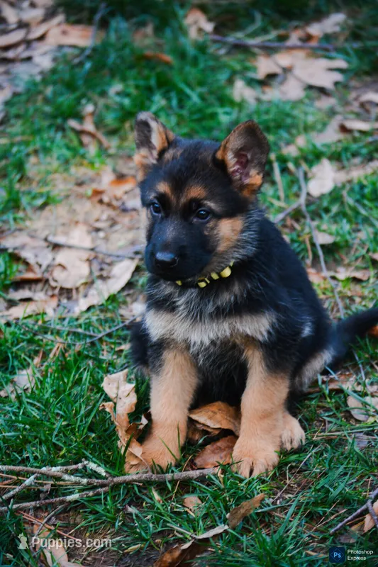 Puppy #3, a female German Shepherd Dog for sale in Lawrenceville, GA – Photo 1 of 2