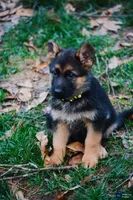 Puppy #3, a female German Shepherd Dog for sale in Lawrenceville, GA – Photo 1 of 2