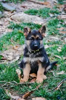 Puppy #3, a female German Shepherd Dog for sale in Lawrenceville, GA – Photo 2 of 2