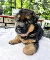 Blue, a male German Shepherd Dog for sale in Lawrenceville, GA – 2 of 2