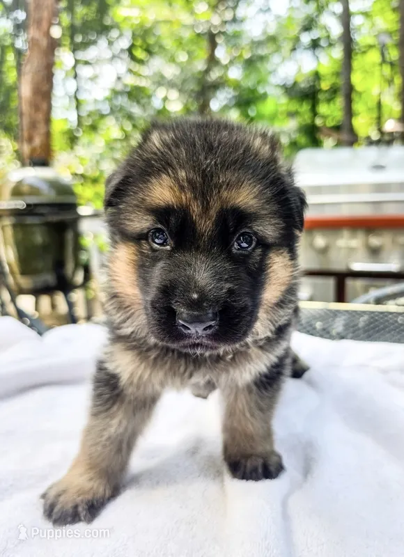 Green  – German Shepherd Dog puppy for sale in Lawrenceville, GA