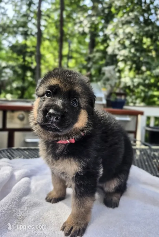 Pink – German Shepherd Dog puppy for sale in Lawrenceville, GA