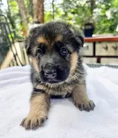 Yellow , a female German Shepherd Dog for sale in Lawrenceville, GA – 2 of 2