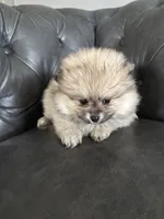 Akc Girl 2, a female Pomeranian for sale in Vancouver, WA – Photo 2 of 2