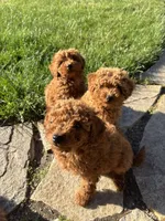 Girl 2, a female Poodle - Miniature  for sale in Vancouver, WA – 2 of 2