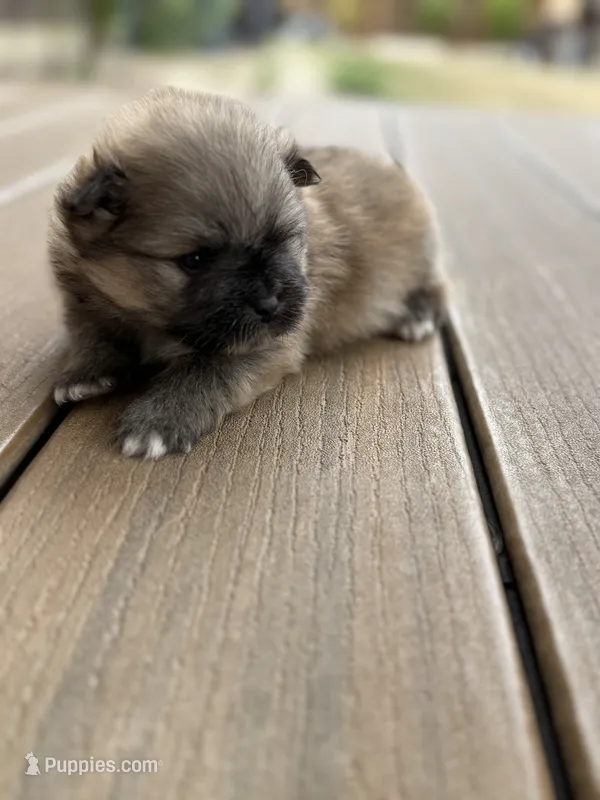 Pure breed Pomeranian Boy 2 – Pomeranian puppy for sale in Vancouver, WA
