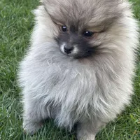 Akc Girl1, a female Pomeranian for sale in Vancouver, WA – 2 of 3