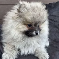 Akc Girl1, a female Pomeranian for sale in Vancouver, WA – 3 of 3