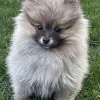 Akc Girl1, a female Pomeranian for sale in Vancouver, WA – 1 of 3