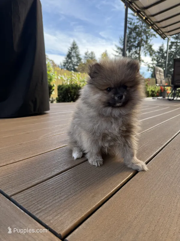 Pure breed Pomeranian Boy 1 – Pomeranian puppy for sale in Vancouver, WA