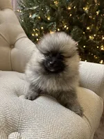 Akc boy, a male Pomeranian for sale in Vancouver, WA – Photo 2 of 3
