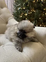 Akc boy, a male Pomeranian for sale in Vancouver, WA – Photo 3 of 3