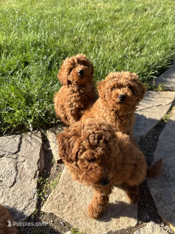 Girl 1 – Poodle - Miniature  puppy for sale in Vancouver, WA