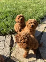 Girl 1, a female Poodle - Miniature  for sale in Vancouver, WA – 1 of 1