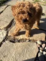 Boy 2, a male Poodle - Miniature  for sale in Vancouver, WA – 1 of 1