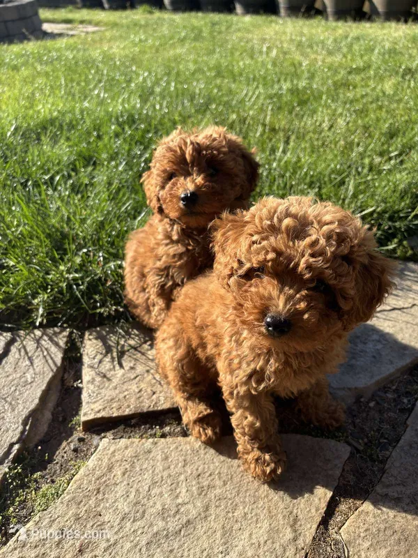 Boy 2 – Poodle - Miniature  puppy for sale in Vancouver, WA