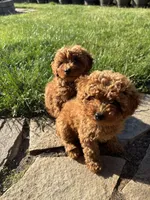 Boy 2, a male Poodle - Miniature  for sale in Vancouver, WA – 1 of 1