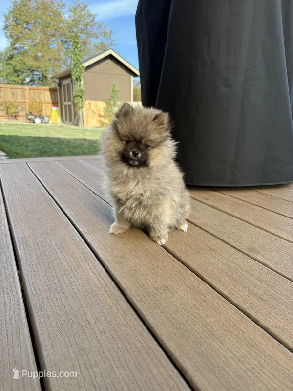 Pure breed Pomeranian Boy 2 – Pomeranian puppy for sale in Vancouver, WA