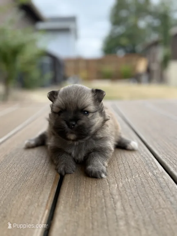 Pure breed Pomeranian Boy 1 – Pomeranian puppy for sale in Vancouver, WA
