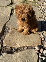 Girl 1, a female Poodle - Miniature  for sale in Vancouver, WA – 1 of 1