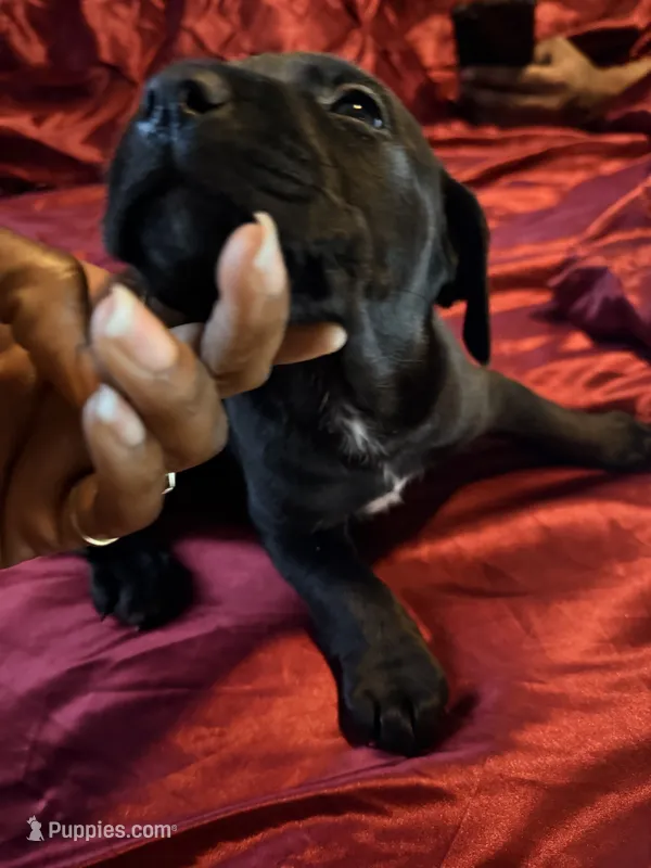 Unknown  – Labrador Retriever puppy for sale in Troy, NY