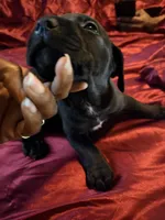 Unknown , a male Labrador Retriever for sale in Troy, NY – 1 of 1