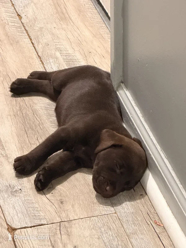 Unknown  – Labrador Retriever puppy for sale in Troy, NY
