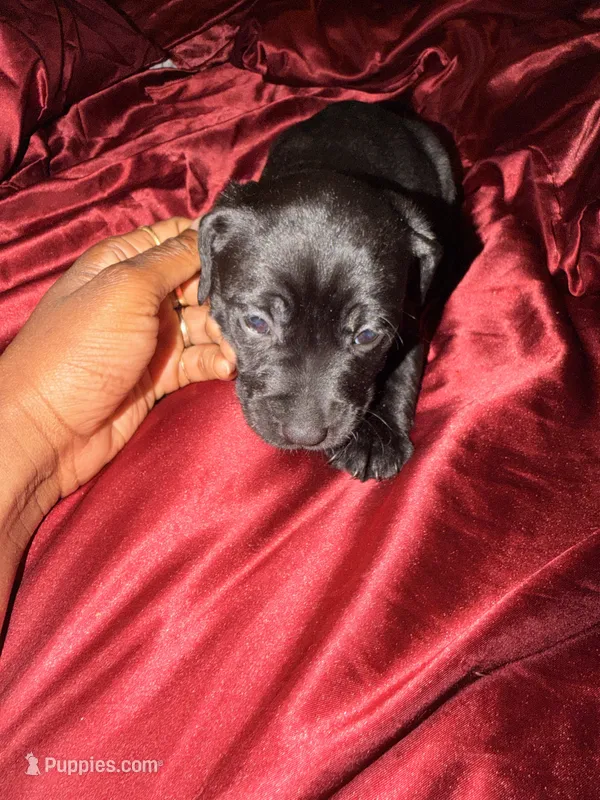 Unknown  – Labrador Retriever puppy for sale in Troy, NY