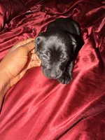 Unknown , a male Labrador Retriever for sale in Troy, NY – 1 of 1