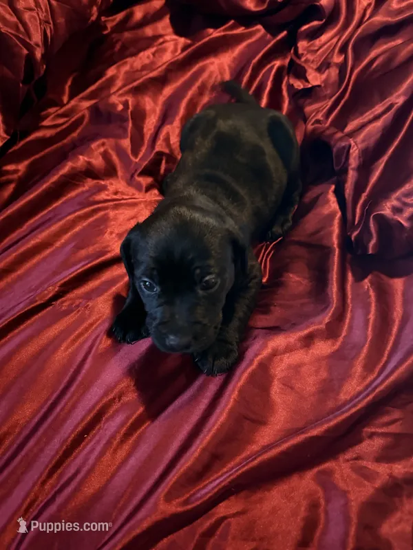 Unknown  – Labrador Retriever puppy for sale in Troy, NY