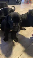 Unknown , a female Labrador Retriever for sale in Saratoga Springs, NY – 2 of 2
