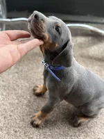 bella, a male Doberman Pinscher for sale in Orlando, FL – Photo 6 of 9