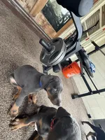 bella, a male Doberman Pinscher for sale in Orlando, FL – Photo 7 of 9