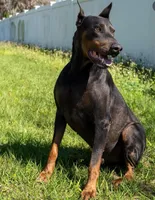 bella, a male Doberman Pinscher for sale in Orlando, FL – Photo 3 of 9