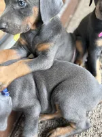 bella, a male Doberman Pinscher for sale in Orlando, FL – Photo 8 of 9